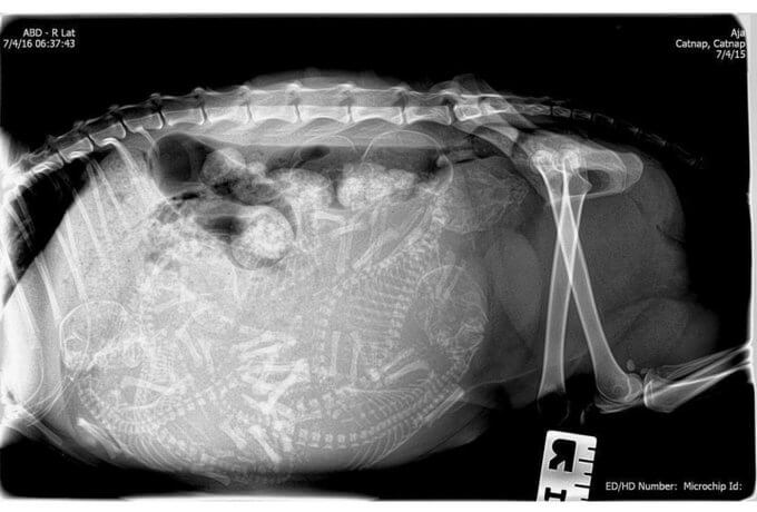 Radiografii ale animalelor însărcinate/ aubtu.biz