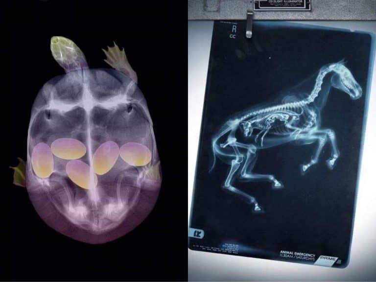 Radiografii ale animalelor însărcinate/ aubtu.biz