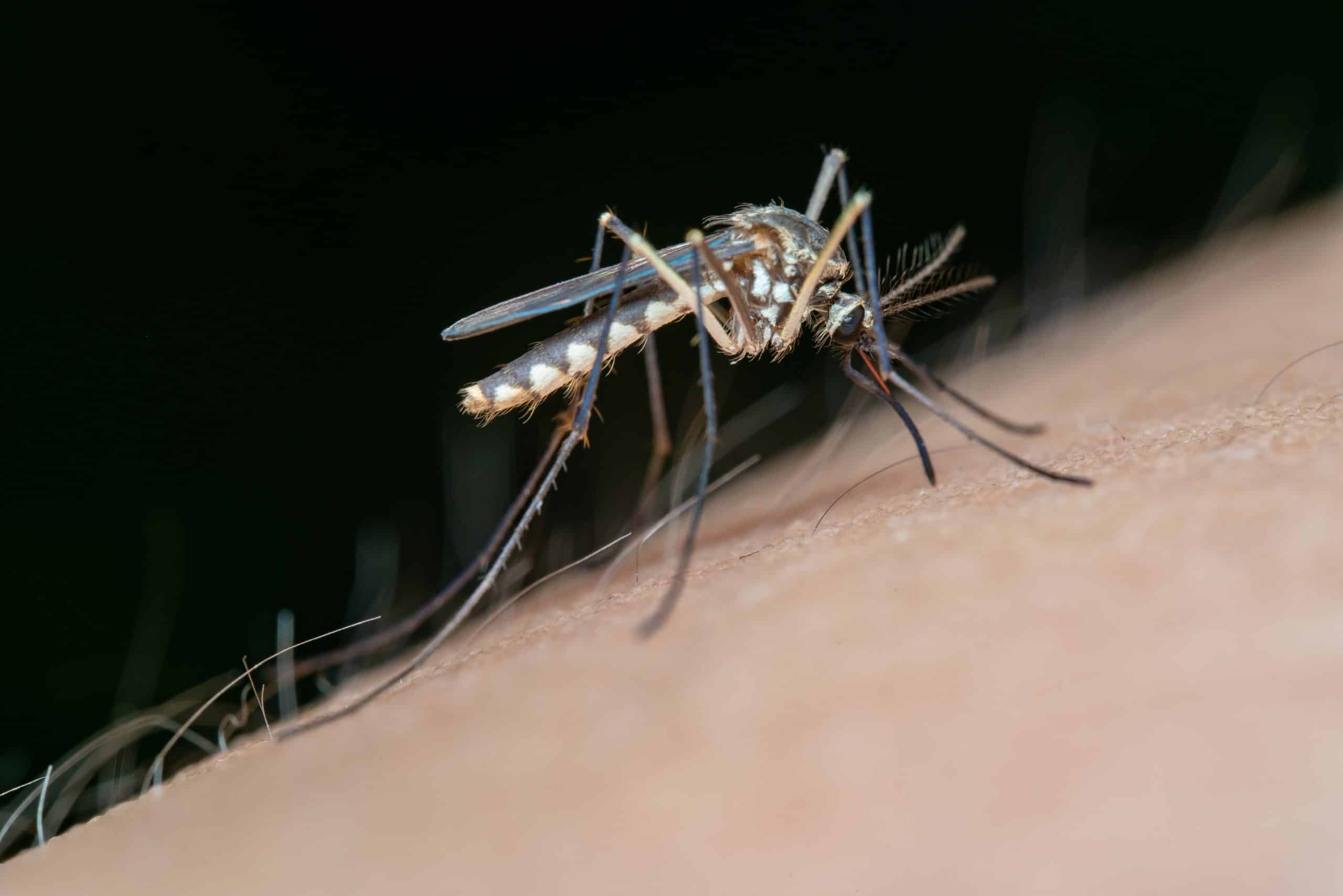 De ce țânțarii vizează doar anumiți oameni/ Pexels