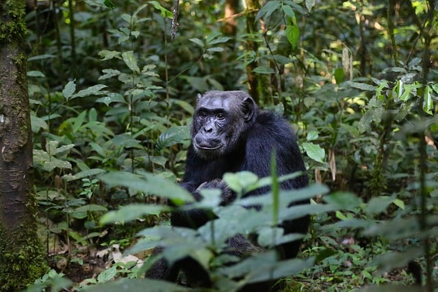Cimpanzeii din Tanzania ajută oamenii de știință britanici să rezolve cel mai mare mister al lumii: De ce oamenii merg pe două picioare/ Pixabay