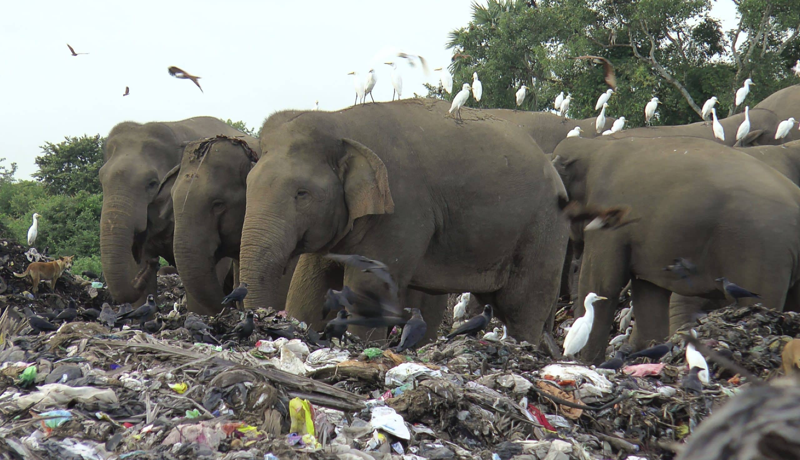 Sri Lanka interzice produsele din plastic de unică folosință