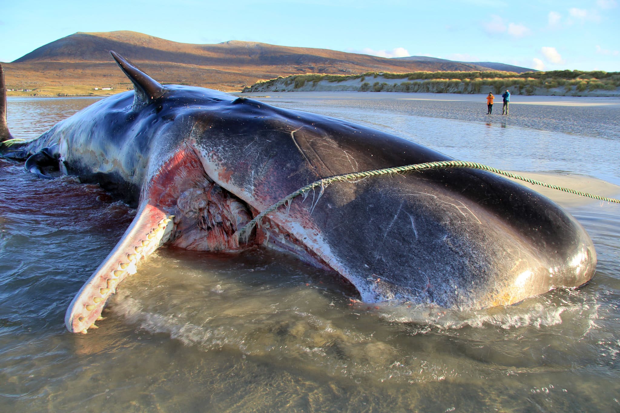 De ce nu trebuie să atingi o balenă moartă/ The New York Times