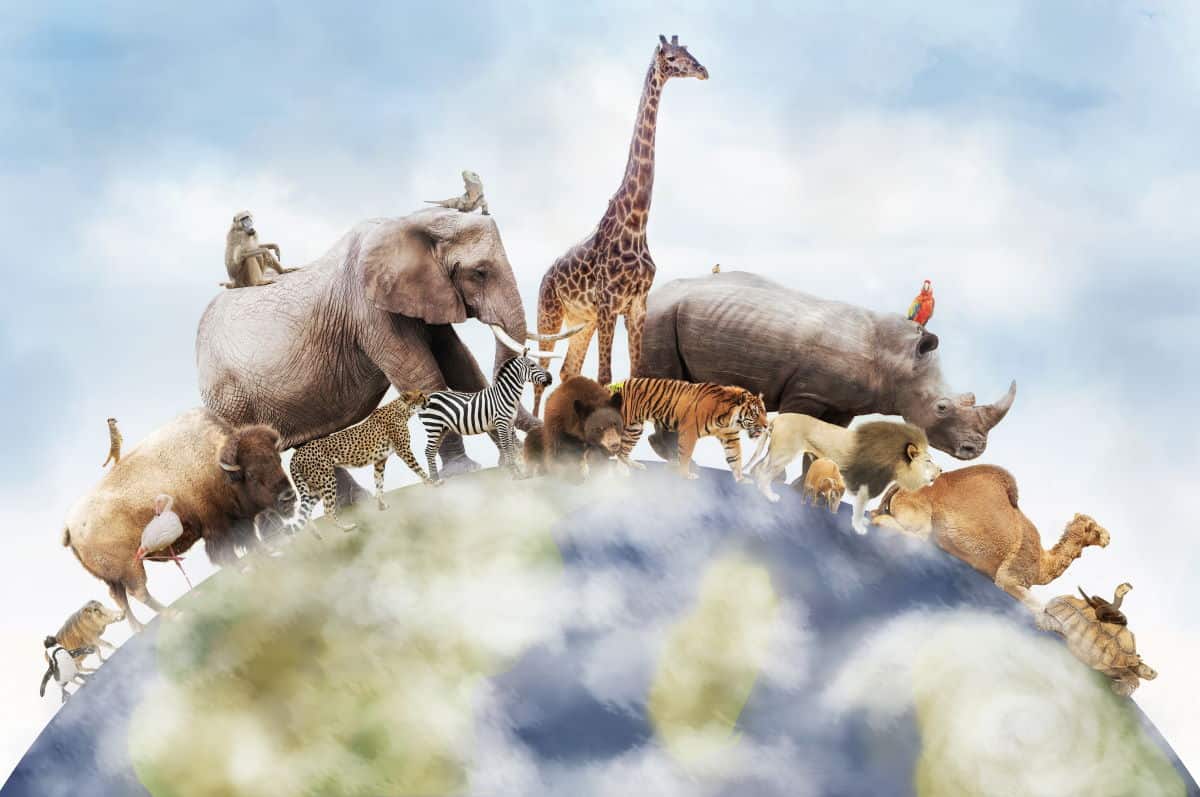 Cum vor arăta animalele de pe Pământ în 1000 de ani/ AZ Animals